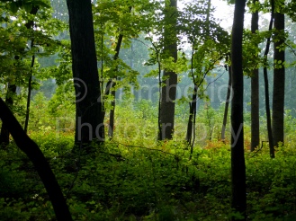 forest, green, triangle land conservancy, nature preserve, birding, trees, birds, forest, north carolina