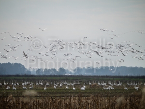 tundra swans, swans, birding, birds, bird watching, lake mattamuskeet, lake pocosin, migration, waterfowl, north carolina, winter