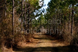 georgia, forest, pine, ecology, environment, road, field work