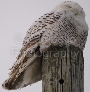 owl, snowy owl, birding, birds, bird watching, maine, coastline, sunset, ducks, waterfowl, biddeford, winter, 2014, 2015