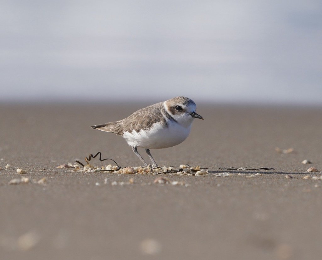 A plover stands on the sand.
